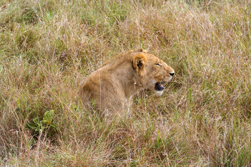 Obraz na płótnie Canvas A Lion in the african savannah