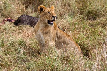 Fototapeta na wymiar A Lion in the african savannah