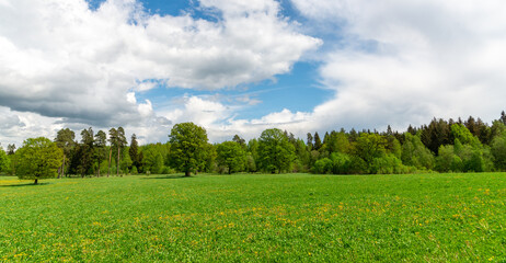 Green field with yellow dandelions and blue cloudy sky. Panoramic view of the field with flower in spring.