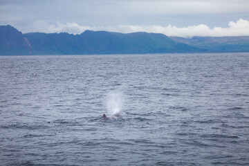 Diving sperm whale