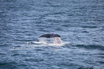 Fototapeta premium Diving sperm whale