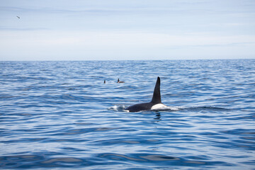 Orcinus orca, Kill whale blue ocean 