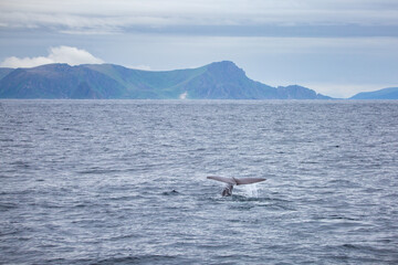 Diving sperm whale