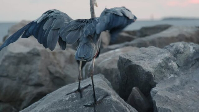 Closeup shot of a blue heron flapping wings and walking on the rocks at the beach
