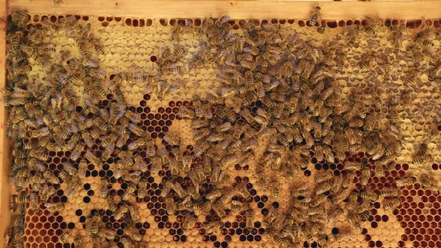 Honeycomb with open and closed honey cells and bees colony, close-up shot. Healthy food, beekeeping, and ethnoscience concept.