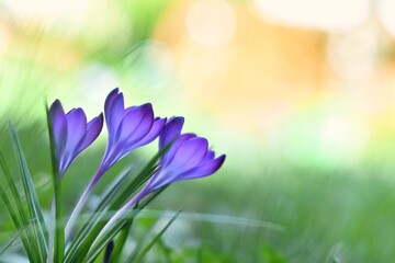Piękne delikatne kwiaty krokusa wielkokwiatowego, odmiana 'Flower Record' - obrazy, fototapety, plakaty