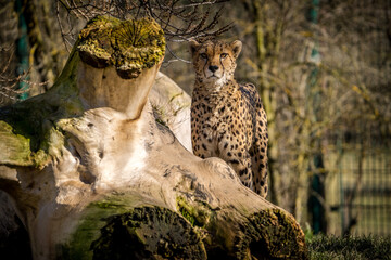 cheetah is wild cat in nature park
