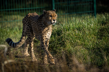 cheetah is wild cat in nature park