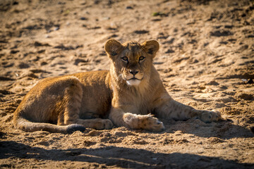 barbary lion in nature park