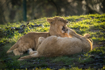 barbary lion in nature park