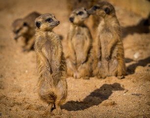 Fototapeta premium meerkat portrait in nature park