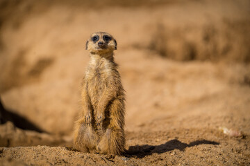 Fototapeta premium meerkat portrait in nature park