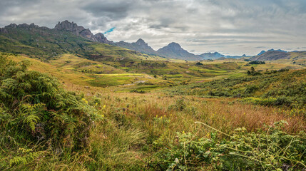 Fototapeta premium Small green bushes and grass - typical jungle scenery near Andringitra massif in Madagascar