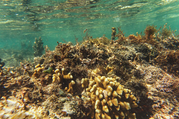 Sun shines on small coral in shallow sea - snorkelling at Anakao, Madagascar