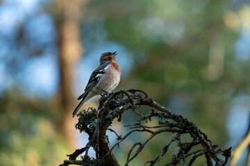 Selective focus shot of a common chaffinch perched on a branch