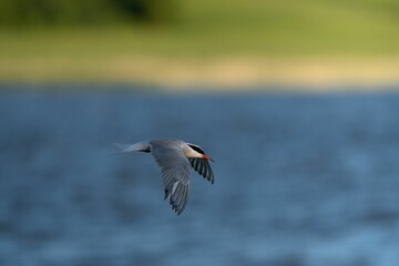 Selective focus shot of a common tern bird flying over a pond