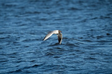 Fototapeta na wymiar Beautiful shot of a common tern bird flying over a pond