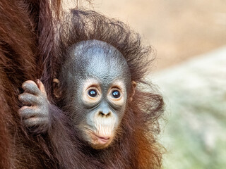 orang-utan © Peter