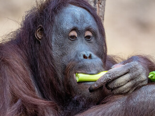 orang-utan