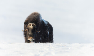 Musk Ox in Dovrefjell mountains in winter