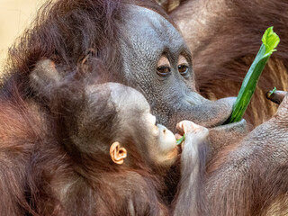 orang-utan