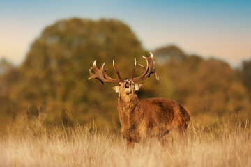 Red deer calling during the rut in autumn