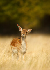 Fallow deer calf with a butterfly on an ear in meadow in summer