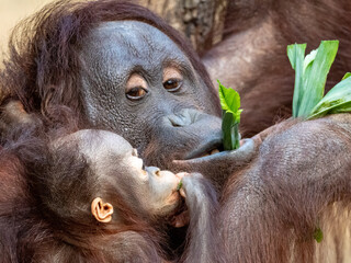 orang-utan