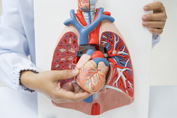 Doctor hand pointing lung and heart anatomy human model .Part of human body model with organ system...