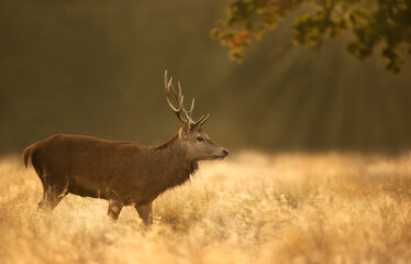 Red Deer stag during rutting season at sunrise