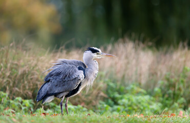 Close-up of a grey heron (Ardea cinerea)