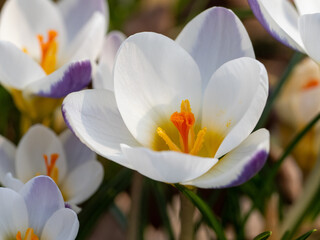 Obraz premium Krokus
