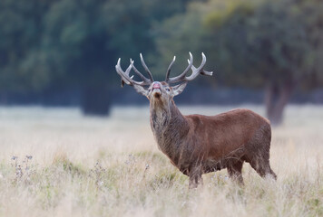 Close up of a Red Deer stag during rutting season