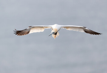 Fototapeta na wymiar Northern gannet in flight against blue sky