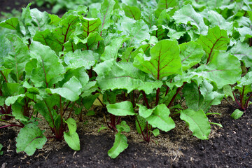 A row of beet plants isolated on garden bed in a garden, close-up