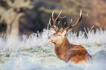 Red deer stag lying on a frosted grass in winter