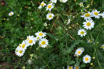 Fototapeta premium A field of white flowers of chamomile with yellow center isolated among green grass, close-up