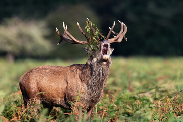 Red deer stag calling during the rut in autumn