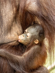 orang-utan
