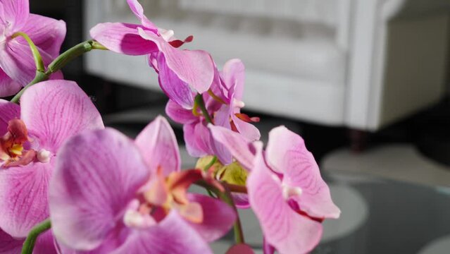 Beautiful artificial flowers in luxury interior with white splendid divan in background. Cosy room in beauty clinic. House interior and modern furniture. desinger project. Full hd footage