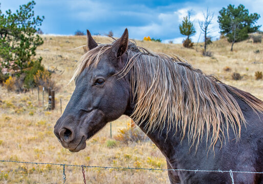 Photograph of a Beautiful Colorado High Country Horse