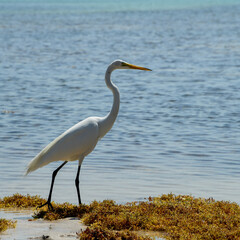 White Heron Anne's Beach, Florida