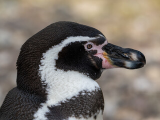 Naklejka premium pinguin