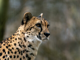 Gepard