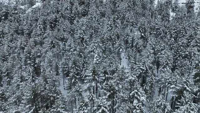 Aerial view of a frozen forest with snow covered trees at winter. awesome background