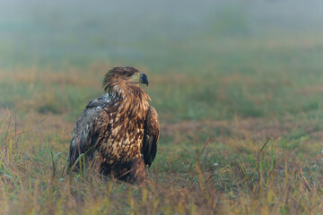 White tailed eagles (Haliaeetus albicilla) searching for food in the early morning on a field in the forest in Poland. 