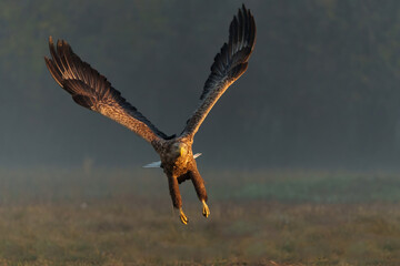 Eagle flying. White tailed eagles (Haliaeetus albicilla) flying at a field in the forest of Poland searching for food on a foggy autumn morning.