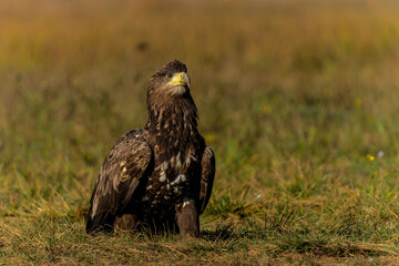White tailed eagles (Haliaeetus albicilla) searching for food in the early morning on a field in the forest in Poland. 