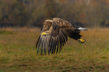 Eagle flying. White tailed eagles (Haliaeetus albicilla) flying at a field in the forest of Poland searching for food on a foggy autumn morning.