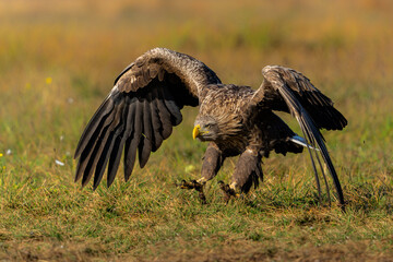 Eagle flying. White tailed eagles (Haliaeetus albicilla) flying at a field in the forest of Poland searching for food on a foggy autumn morning.
